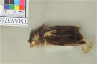 藏品(麻雀)的圖片